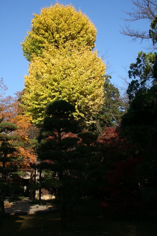 両陛下が紅葉満喫　新座の平林寺_e0009760_1574016.jpg