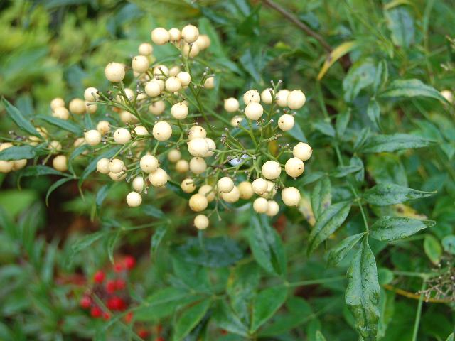 白南天（シロナンテン） : 新・四季の花