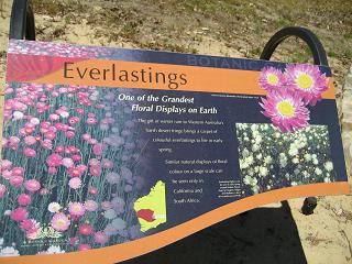 ＰＥＲＴＨ滞在⑭～花でいっぱい～_e0126680_17373514.jpg