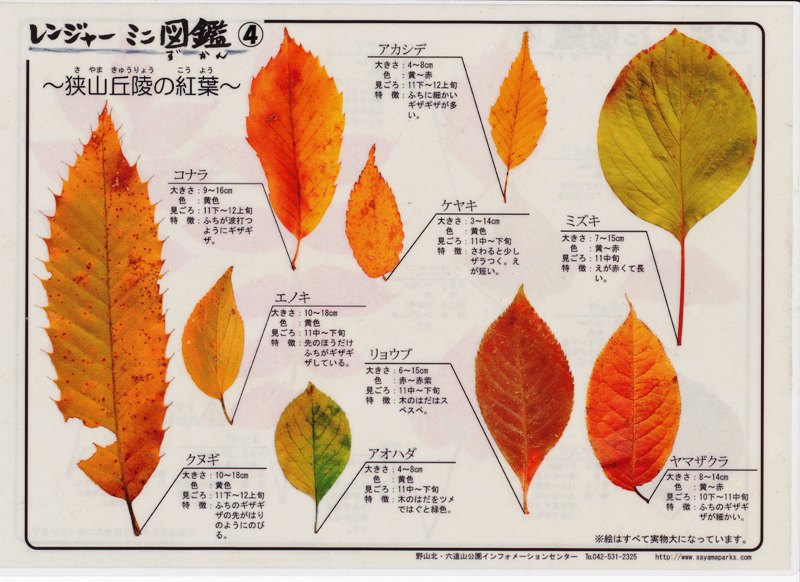 レンジャーミニ図鑑 狭山丘陵の紅葉 狭山公園だより