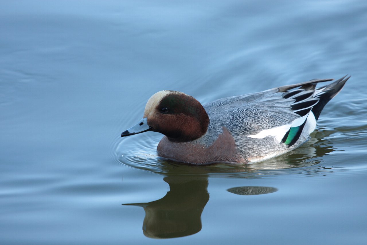 【ＭＭ公園の鳥達（３）】_e0167295_21241432.jpg