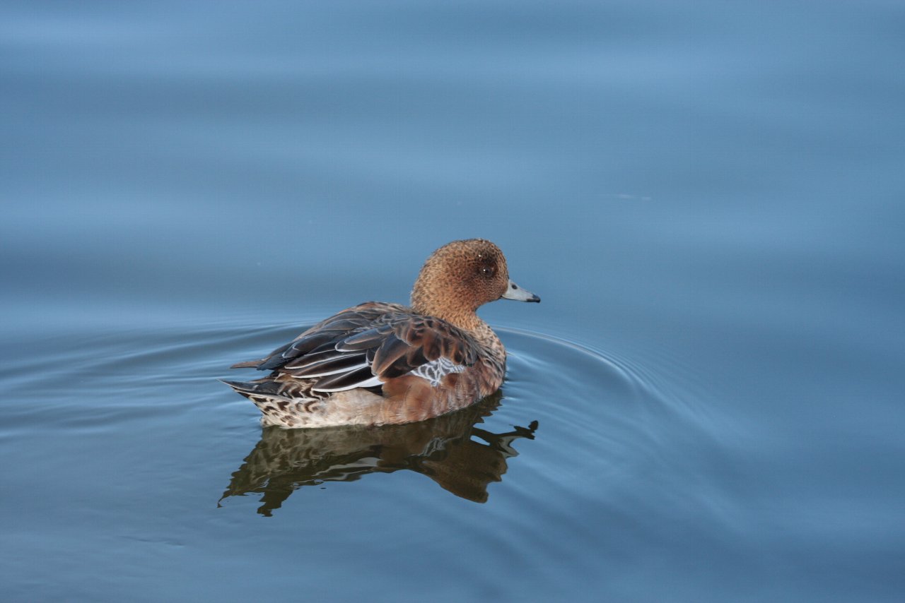 【ＭＭ公園の鳥達（３）】_e0167295_21242026.jpg