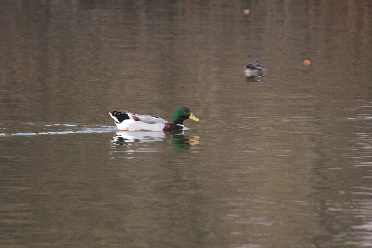 【ＭＭ公園の鳥達（３）】_e0167295_21242557.jpg