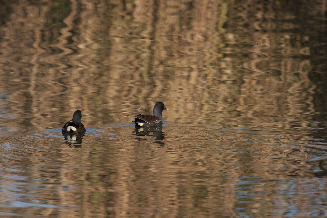 【ＭＭ公園の鳥達（３）】_e0167295_2124725.jpg