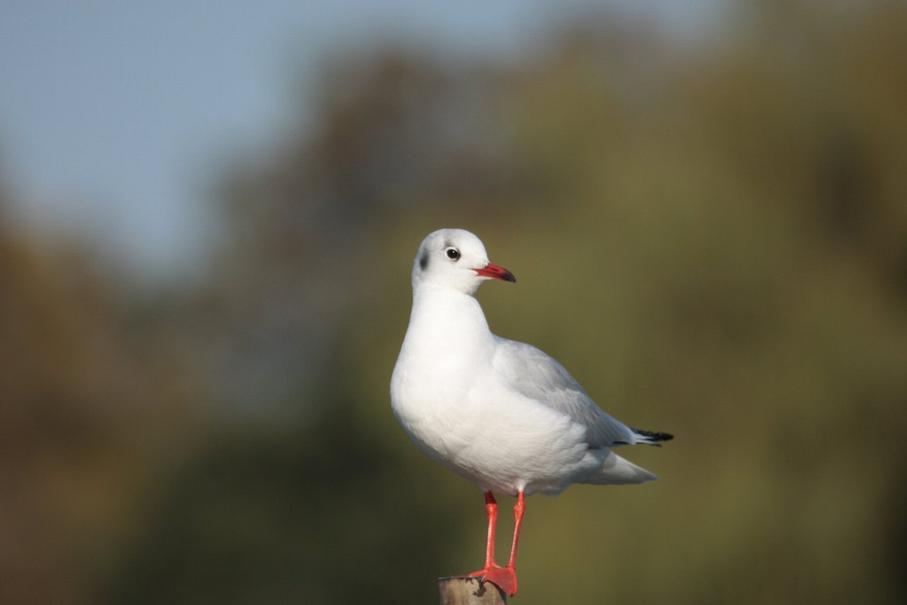 【ＭＭ公園のユリカモメ特集】_e0167295_21403020.jpg