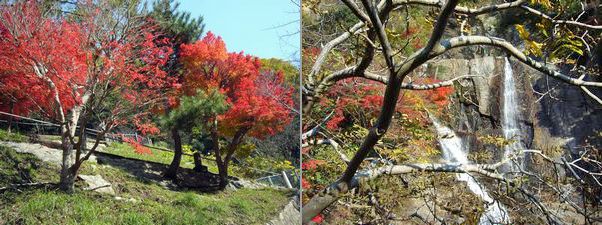 再度山は紅葉パラダイス_a0097298_22501610.jpg