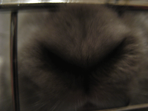 c0085098_15414264.gif