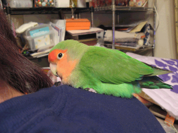 c0085098_15493844.gif