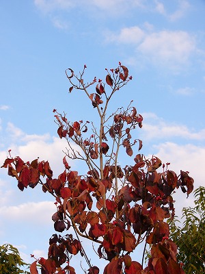 a0123003_18551276.jpg