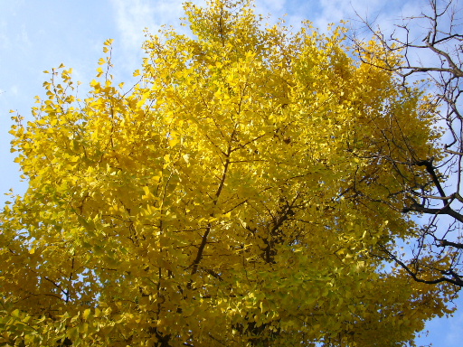 e0130008_21292830.jpg