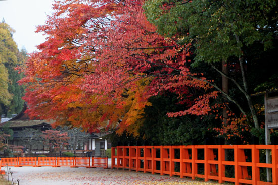 上賀茂神社　紅葉の盛り_e0048413_21462094.jpg