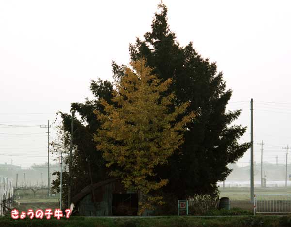 f0203423_185253.jpg