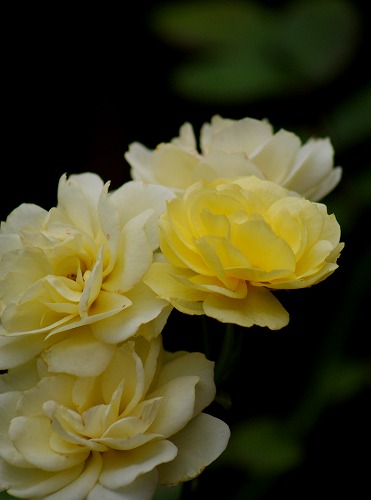 f0170524_1049376.jpg