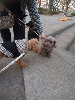 シナ　ショコちゃんと　お散歩でした＾＾_f0108427_21082.jpg