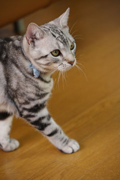 西原理恵子さんインタビュー 前編 空のつぶやき