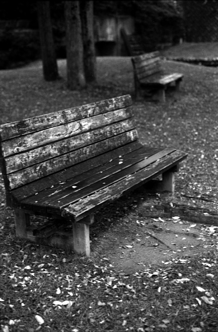 2009-11-27　ひっそりと雨とともに過ぎゆく秋_c0136330_13372359.jpg