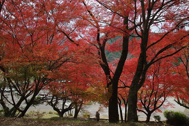 もみじの名所香嵐渓_e0171336_22381592.jpg