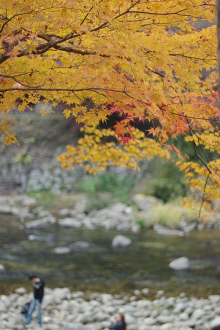 もみじの名所香嵐渓_e0171336_23215028.jpg