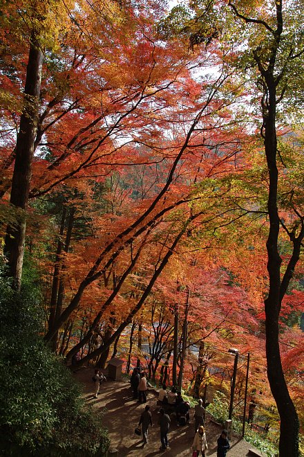 もみじの名所香嵐渓_e0171336_23221599.jpg