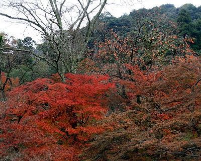 奈良　正暦寺_d0052340_18573637.jpg