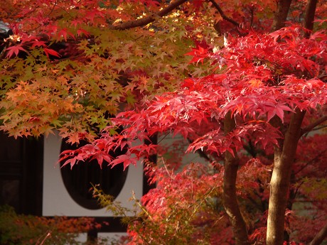 永観堂禅林寺の紅葉_c0057946_18472624.jpg