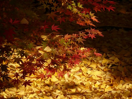 永観堂禅林寺の紅葉_c0057946_1854690.jpg