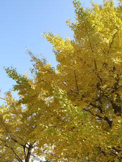 f0075847_1732359.jpg