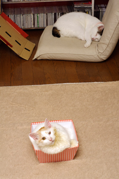 ヨウカンとおかき_a0028451_1901395.jpg