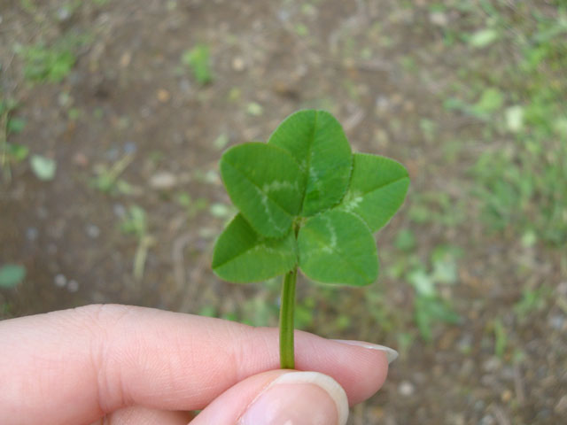 A very special clover_c0157558_9162359.jpg