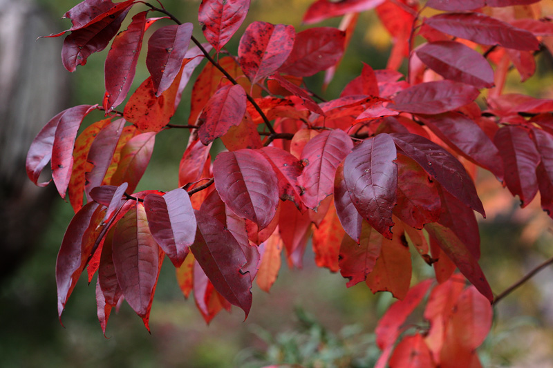 オキシデンドラム アルボレウム（セイヨウスズランノキ） Oxydendrum arboreum_f0165160_18285310.jpg