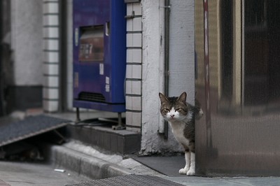 この猫たちの家族になって頂ける方を募集しています！_d0150672_16535037.jpg