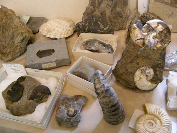 「化石展」が開催中！_f0176276_1919098.jpg
