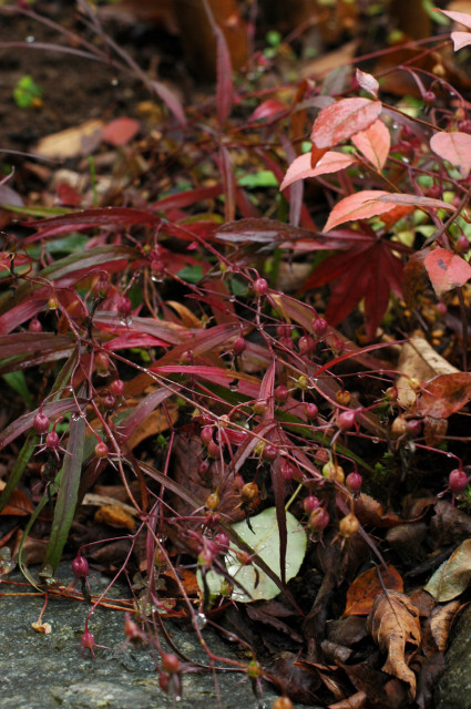 紅葉　黄葉_f0160480_2323477.jpg