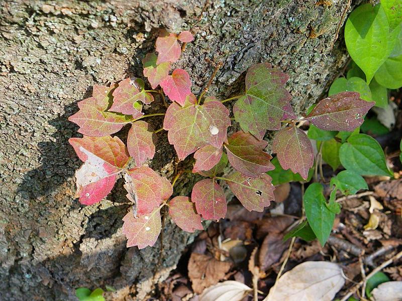 ツタ（西公園 2009/10/31撮影）_f0204094_12384066.jpg