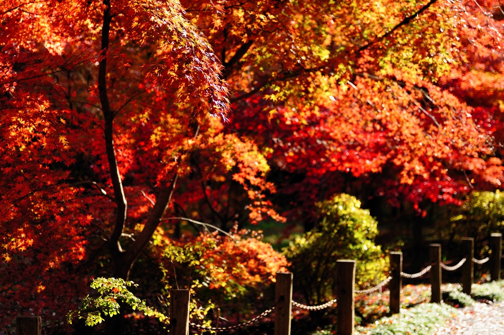 紅葉ポートレート （ポートレート抜き）_c0157702_21152439.jpg