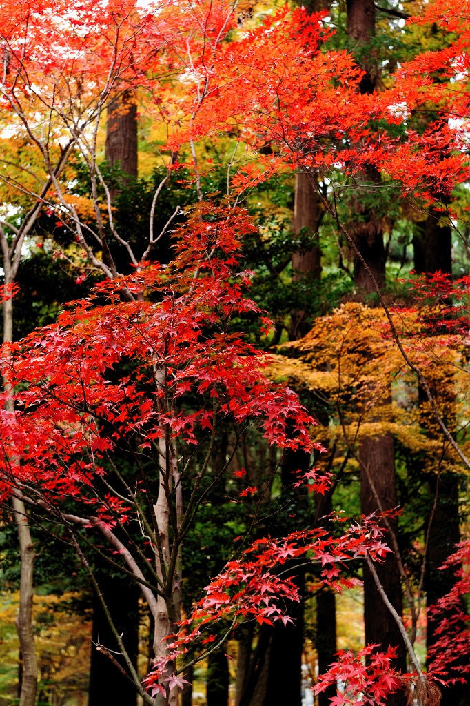 紅葉ポートレート （ポートレート抜き）_c0157702_21155940.jpg