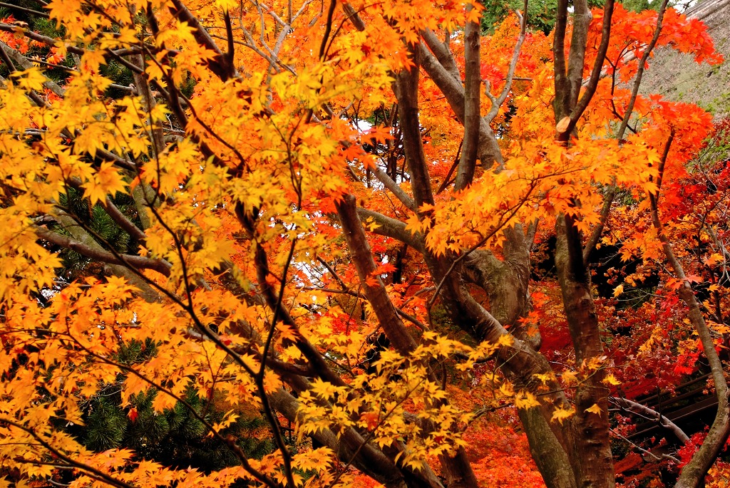 紅葉ポートレート （ポートレート抜き）_c0157702_21184747.jpg