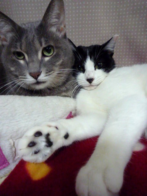 セーター猫とひっつき猫_b0041307_052222.jpg