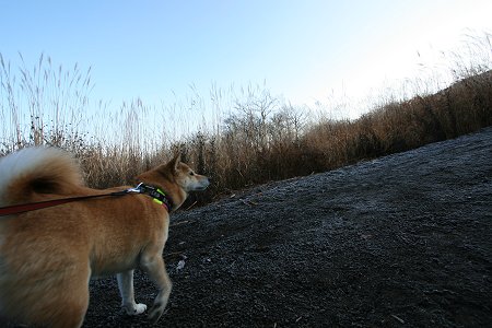 11/28　おひさ～！の富士山♪_d0143214_22363863.jpg