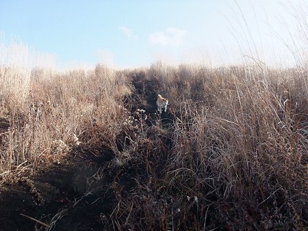 11/28　おひさ～！の富士山♪_d0143214_22552294.jpg