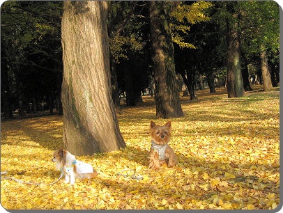 代々木公園の紅葉_c0033145_021588.jpg