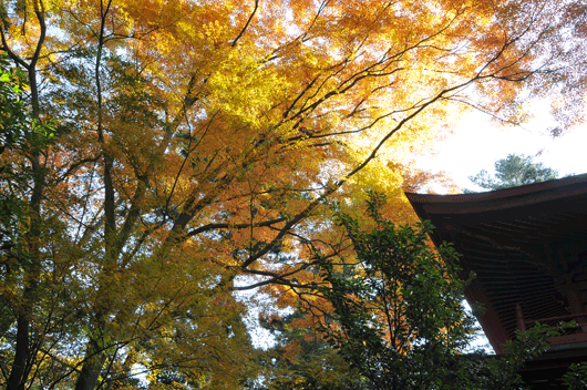 大乗寺にて(Ⅰ)_c0093046_611225.gif