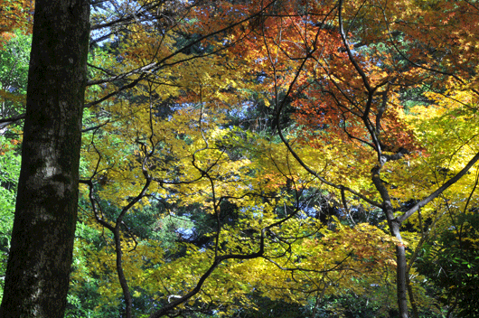 大乗寺にて(Ⅰ)_c0093046_611501.gif