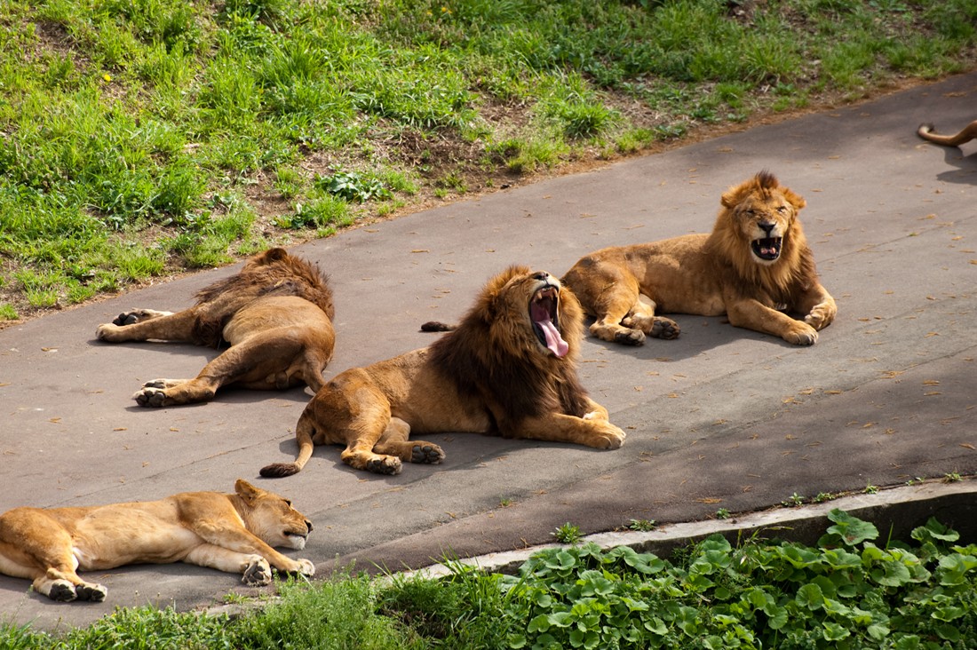 多摩動物公園_f0192156_11564785.jpg