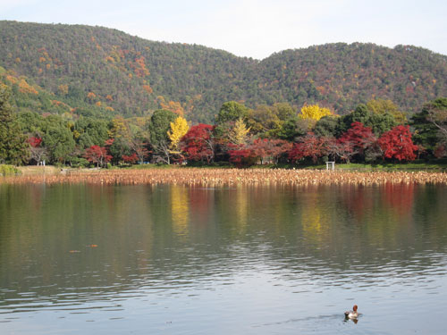 嵯峨野と青蓮院_b0016557_20431562.jpg