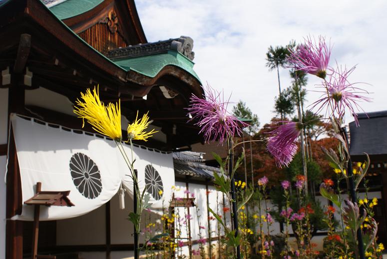 嵯峨菊に彩られる大覚寺 愛くるしい19匹のウサギもいます たんぶーらんの戯言 嵯峨菊に彩られる大覚寺 愛くるしい19匹のウサギもいます たんぶーらんの戯言