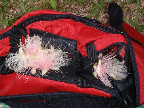 c0180460_38346.jpg