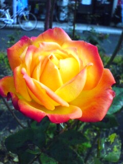 f0201360_20424227.jpg