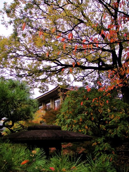 大阪　四天王寺　極楽浄土の庭で鳥と遊ぶ。_e0125762_052571.jpg