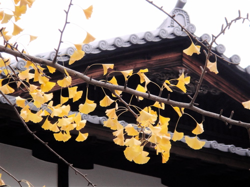 大阪　四天王寺　極楽浄土の庭で鳥と遊ぶ。_e0125762_1281595.jpg